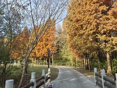 -溱湖国家湿地公园