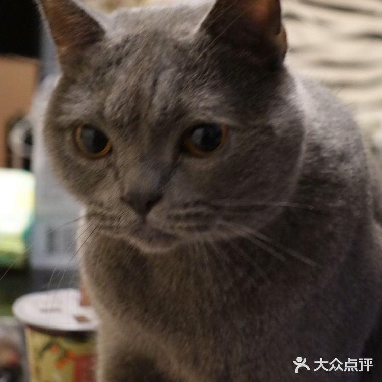 肥的流油、活波可爱的小猫咪!