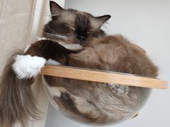 -Catmate·猫肥家润(金润铂宫店)