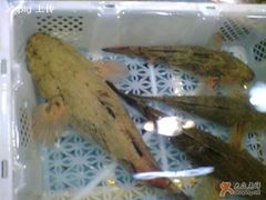 笋壳鱼128元/斤-渔民新村(番禺总店)