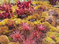 -中国科学院西双版纳热带植物园