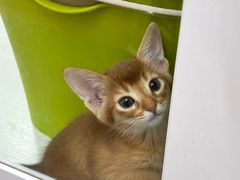 -青奢宠物·青奢猫舍