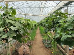 -马陆小张葡萄园农家乐