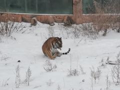 -新疆天山野生动物园