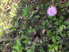 -三亚珠江南田温泉度假区