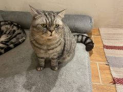 -猫友咖啡店(玉林西路店)