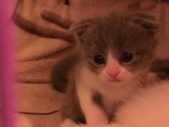 -爱宠屋pet shop·宠物洗澡·宠物美容