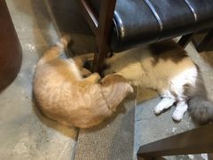 -咖法森林·咖啡  酒吧(天河店)