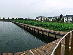 -明珠湖天鹅苑·农家菜馆