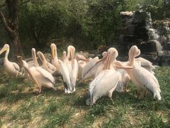 -北京野生动物园