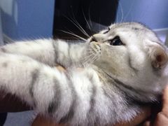 -喵的天空名猫咖啡馆·撸猫·猫舍·用品