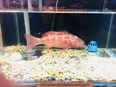 -璞御·海鲜·雪花牛肉局(宾水西道店)