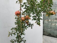 -广州神农草堂中医药博物馆