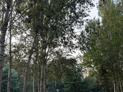 -莫子山公园