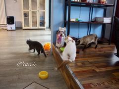 -猫咪咖啡·猫咖(万达广场店)
