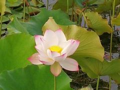 -昆山城市生态森林公园