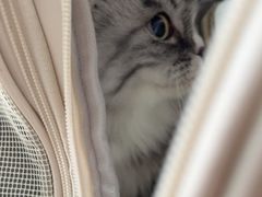 -瑞派福兴宠物医院犬猫全科·骨科·中西医结合(河东店)