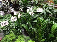 -秦美花卉(天朗·莱茵小城2期店)
