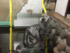 -猫咪博物馆(顶澳仔猫街店)