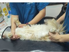 -御宝贝·A梦猫科宠物医院(国际猫友好医院)