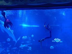 -烟台海昌鲸鲨海洋公园