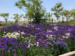 -上海长兴岛郊野公园