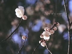 -无锡梅园公园