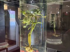 -广东中医药博物馆