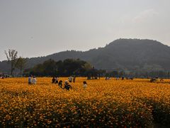 -径山花海