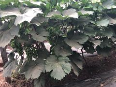 葡萄架-庞各庄翠芳园西瓜蔬菜基地采摘园