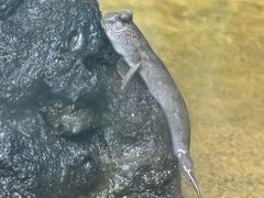 -上海大自然野生昆虫馆(东方明珠·爬宠昆虫探索中心)