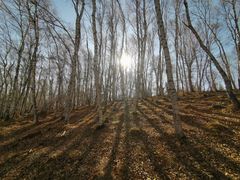 -塞罕坝国家级自然保护区