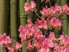 -皇家御河游(紫御湾码头)