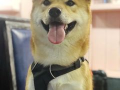 -百好乐宠物友好餐厅(朝外大街店)