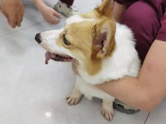 -中农大我爱我爱动物医院·核磁CT·猫病·24小时夜诊中心(石佛营店)