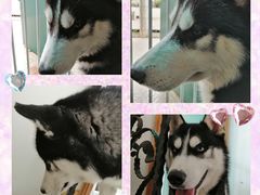 -喜柴咖啡·柴犬狗咖