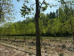 -黄海国家森林公园