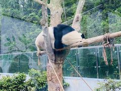 -黔灵山公园