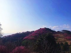 -新建村梅花