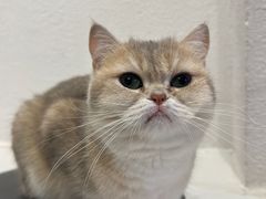 -琪喵猫屋·撸猫猫咖·猫舍