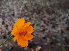 -映月湖公园