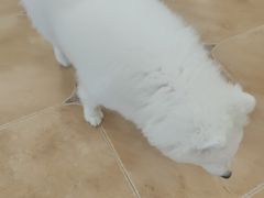 -Let's go狗咖·猫咖·奶狗·桌游(春熙路IFS店)