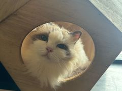 -楼上猫咖(罗湖店)
