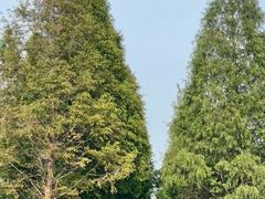 -泗洪洪泽湖湿地景区