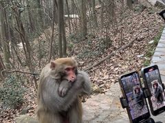 -黔灵山公园