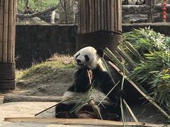 -都江堰中华大熊猫苑