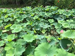 -广州莲花山旅游区