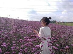 -紫颐香薰山谷景区