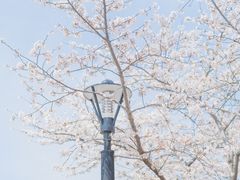 -高东镇樱花园