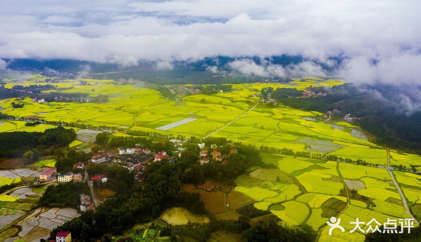 春意在田间地头慢慢铺开，万亩油菜花成片绽放